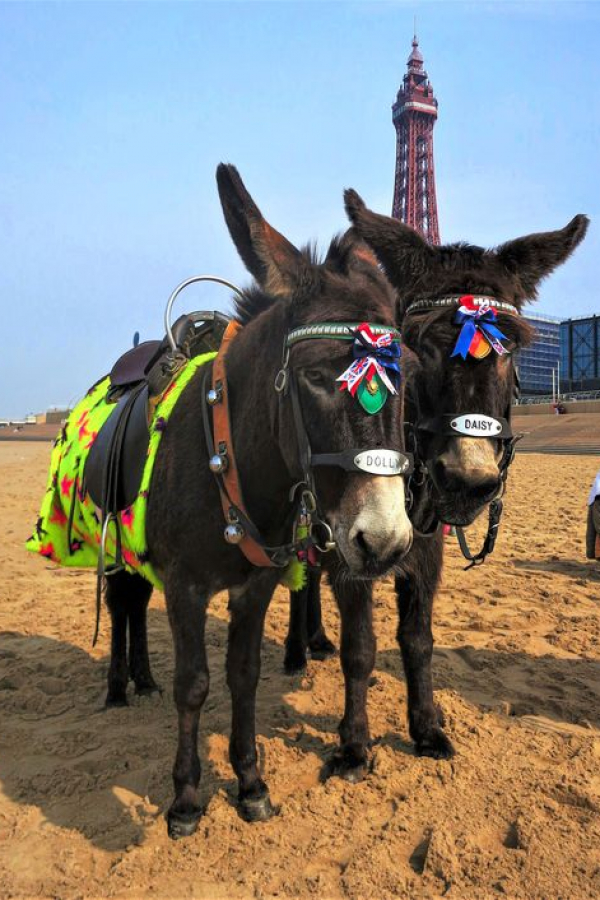 462804498_523182713795731_2757518046217434808_n